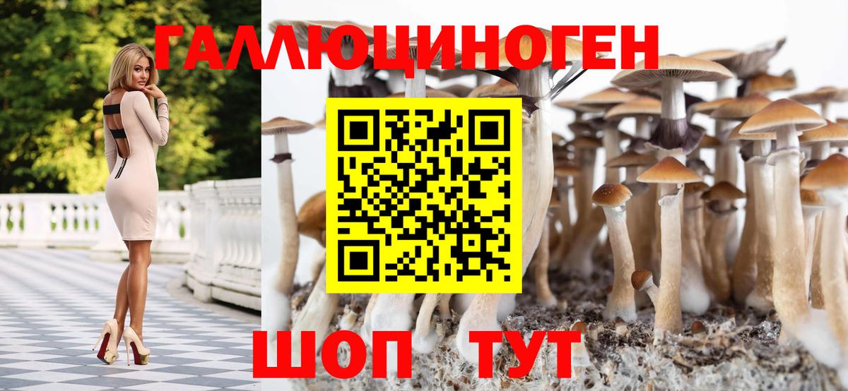 Курчатов  Галлюциногенные грибы Psilocybine cubensis  Вход с VPN 